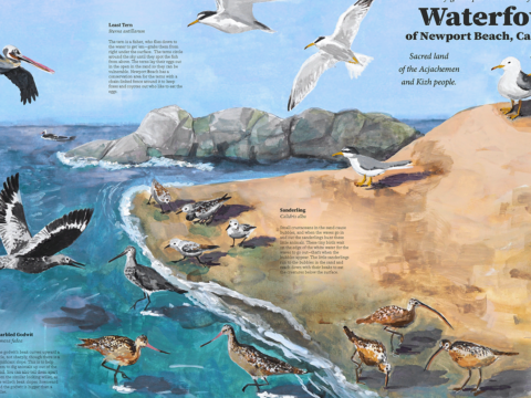 Shore birds and Poppa’s narrative