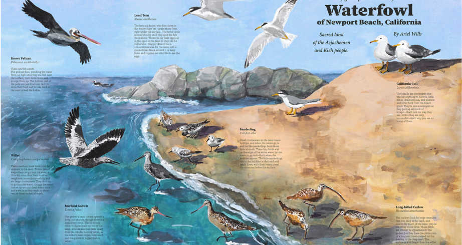 Shore birds and Poppa’s narrative